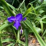 Tradescantia × andersoniana Flower