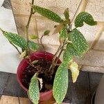 Begonia maculata Yaprak