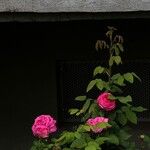 Rosa × damascena Квітка