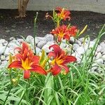 Hemerocallis fulva Flower