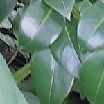 Camellia sasanqua Hoja