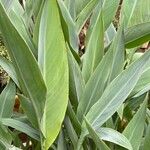 Canna glauca Лист