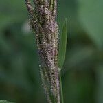 Paspalum paniculatum Flower