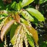 Oxydendrum arboreum Frunză