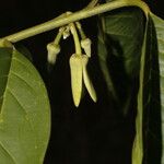 Annona reticulata Fruto