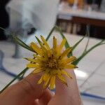 Tragopogon pratensisBloem