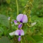Pueraria phaseoloides Flor
