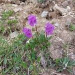 Primula glutinosa Blomst