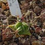 Ferocactus pilosus Ліст