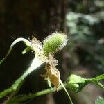 Rubus fraxinifolius Fruit