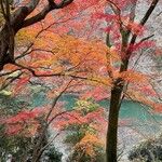 Acer japonicum Leaf