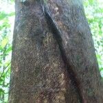 Sterculia pruriens Bark