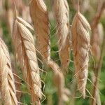 Bromus squarrosus Fruit