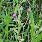 Gutenbergia rueppellii Flor