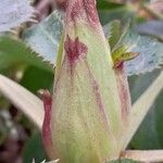 Helleborus argutifolius Інше