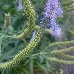 Veronica longifolia 果実