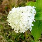 Hydrangea paniculata Flower
