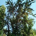 Prunus insititia Vekstform