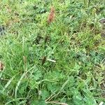 Carex distans Flower