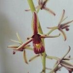 Cymbidium aloifolium Virág