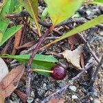 Prunus pumila Fruit