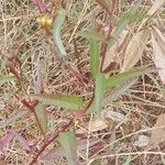 Ludwigia erecta Blatt