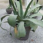 Agave salmiana Blatt