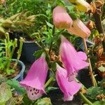 Digitalis thapsi Pokrój