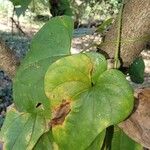 Dioscorea polystachya Hoja
