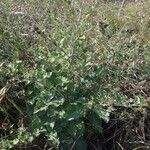 Arctium minus Habit