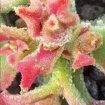 Mesembryanthemum crystallinum List