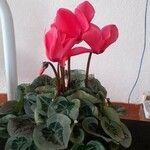 Cyclamen persicum花