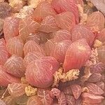 Haworthia cooperi Blatt