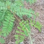 Indigofera suffruticosa Leaf