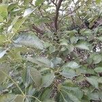 Tabebuia rosea Leaf