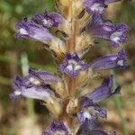 Orobanche lavandulacea Blodyn