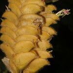 Calathea lasiostachya Fruto