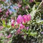 Eremophila laanii