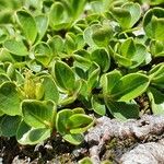 Salix serpillifolia Blad