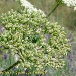 Cnidium silaifolium Fruit