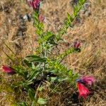 Echium creticum Habit