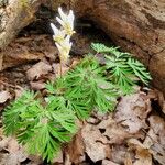 Dicentra cucullaria 花