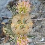 Lomelosia stellata Mbuma
