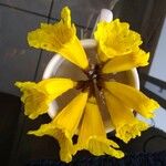 Handroanthus ochraceus Kwiat