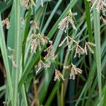 Cyperus longus Цвят