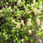 Salix pyrenaica Blomst