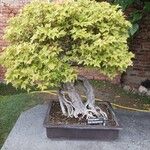 Acer buergerianum Blad