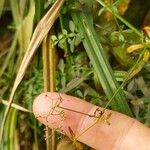 Galium palustre Fruit