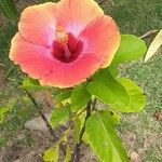Hibiscus rosa-sinensis Blüte