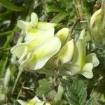 Oxytropis campestris Fula